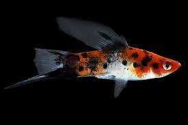 Sanke Swordtail Highfin