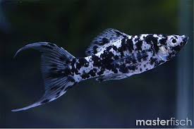 Dalmatian Lyretail Molly