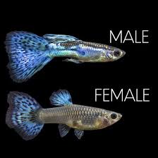 Blue Grass Guppy Pair