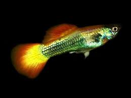 German Sunset Guppy Male