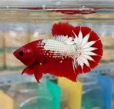 Assorted Red FCCP HMPK Male