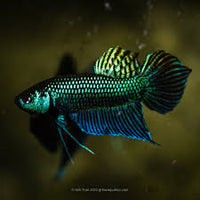 Load image into Gallery viewer, Betta Mahachai Spade Tail
