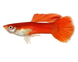 Red Blonde Guppy Male