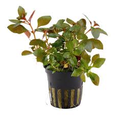 Ludwigia Repens Rubin Potted