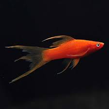 Red Highfin Swordtail