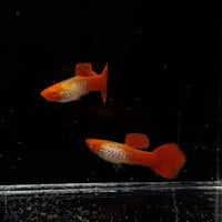 Albino Koi Snakeskin Guppy Pair