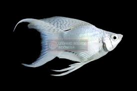 Platinum Lyretail Balloon Molly