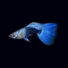 Blue Neon Guppy Male