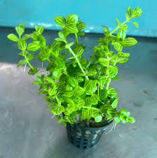 Lindernia Rotundifolia Potted