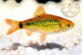 Gold Barb