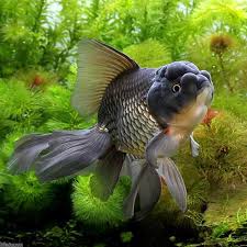 Assorted Black Oranda