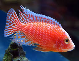 Display Strawberry Peacock Cichlid