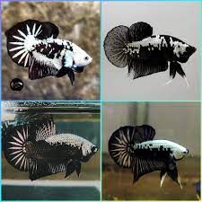 Assorted Black Samurai/Mamba HMPK Male