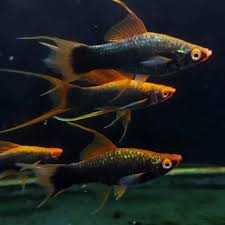 Hamburg Lyretail Swordtail Females