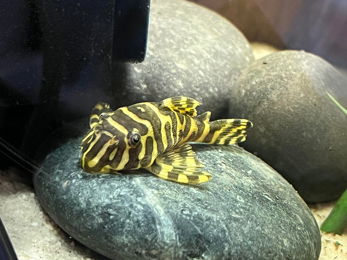 L134 Leopard Frog Pleco