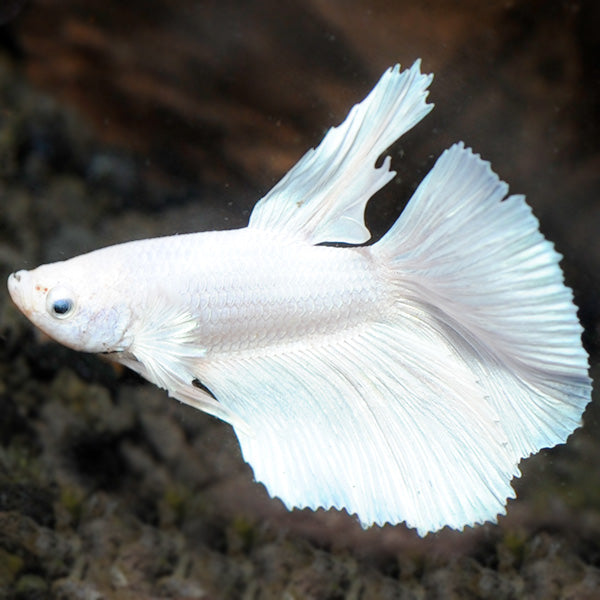 Assorted Platinum Elephant Ear Delta-tail Male