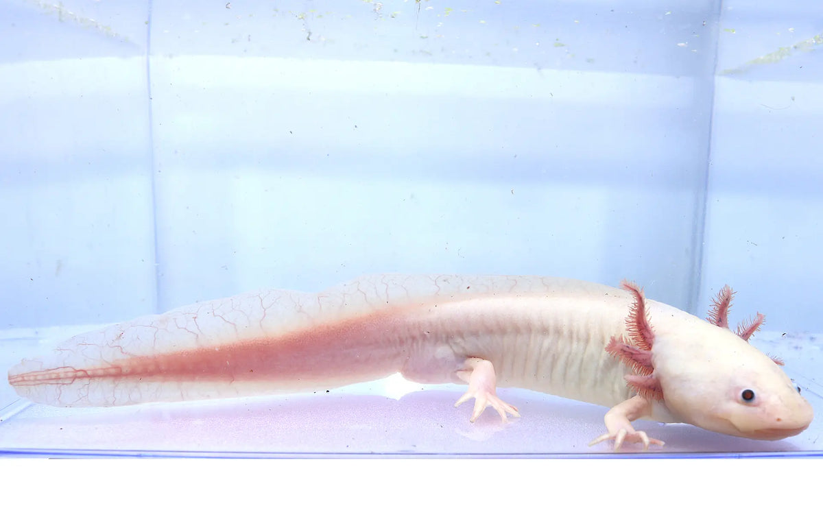 Leucistic Axolotl