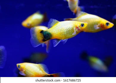 Yellow Mickey Mouse Platy