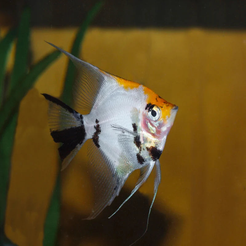 Tri-Colour Angelfish Juveniles