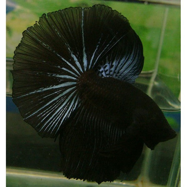 Assorted Black Halfmoon Male