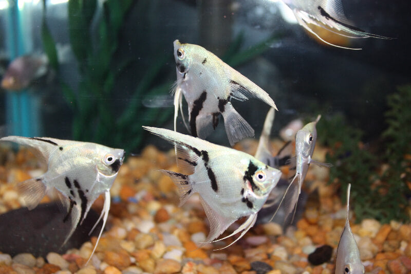 Panda Angelfish Juveniles