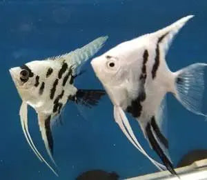 Panda Angelfish Juveniles