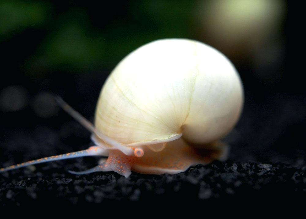 Ivory  Mystery Snails