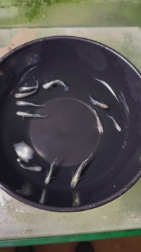 Load and play video in Gallery viewer, Universe Medaka 宇宙 (Release Date: 20 Feb 2025)
