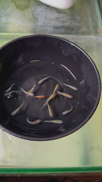 Load and play video in Gallery viewer, Ulysses Medaka ユリシーズ
