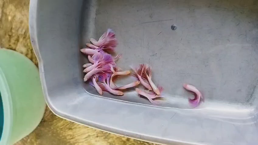 Assorted Pink Purple Delta-tail Male