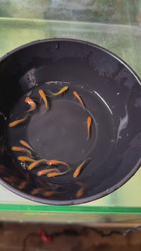 Load and play video in Gallery viewer, Red Empress Medaka 红帝真长鳍 (Release Date: 20 Feb 2025)
