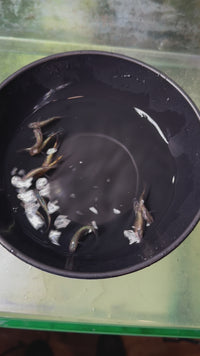 Load and play video in Gallery viewer, Bronze Neptunian Medaka ブロンスネプチューン
