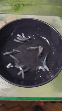 Load and play video in Gallery viewer, Matsui Shinkai Medaka 松井しずく
