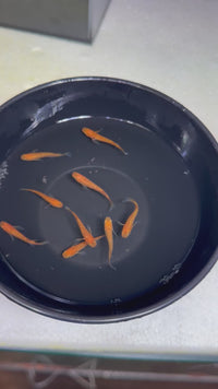 Load and play video in Gallery viewer, Matsui Red Lame Medaka 松井紅帝ラメ
