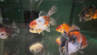 Load and play video in Gallery viewer, Assorted Calico Oranda
