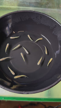 Load and play video in Gallery viewer, Centurian Gold Medaka 黄金の百式 (Release Date: 20 Feb 2025)
