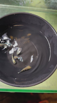 Load and play video in Gallery viewer, Emerald Kissing Wide Fin Medaka エメラルドキッシングワイドフィン
