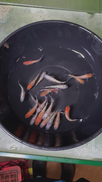 Load and play video in Gallery viewer, Dense Scale Tri-Colour  Medaka密鳞三色(Release Date: 20 Feb 2025)
