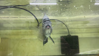 Load and play video in Gallery viewer, Vieja Cichlid Female XL
