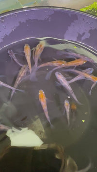 Load and play video in Gallery viewer, Wasumi Tricolour Long-Fin Medaka 和墨三色
