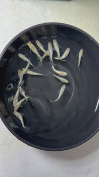 Load and play video in Gallery viewer, Suzuran Medaka スズラン (Release Date: 20 Feb 2025)
