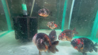 Load and play video in Gallery viewer, Black Calico Ranchu Goldfish (Release Date: 13 Nov 2025)
