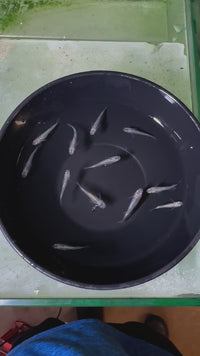 Load and play video in Gallery viewer, Miyazakyra Hikari Medaka 宮桜光 (Release Date: 20 Feb 2025)
