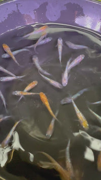 Load and play video in Gallery viewer, Gesshin Medaka 月神
