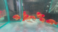 Load and play video in Gallery viewer, Orange Ranchu Goldfish (Release Date: 13 Nov 2025)
