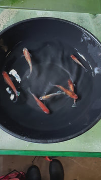 Load and play video in Gallery viewer, Nobewei Tri-Colour Wide Fin Medaka 延维三色ングワイドフィン (Release Date: 20 Feb 2025)
