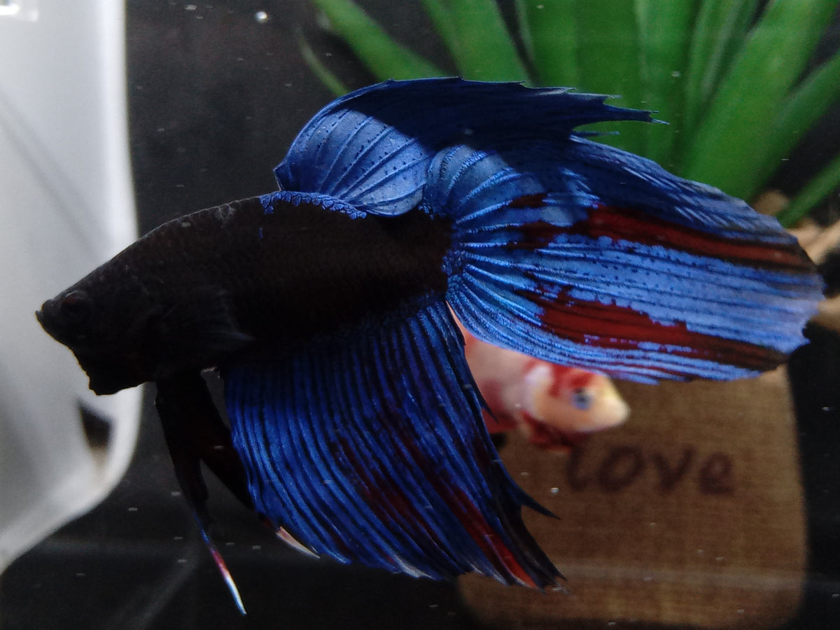 Assorted Avatar Veiltail Male