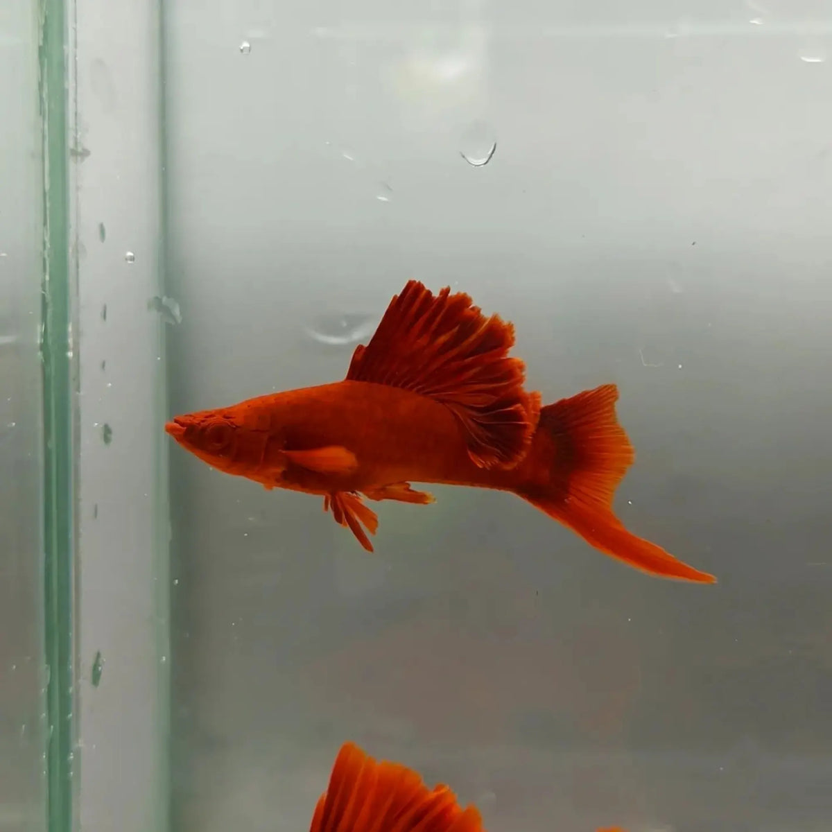 Red Eye Cauliflower Sabertail Pair