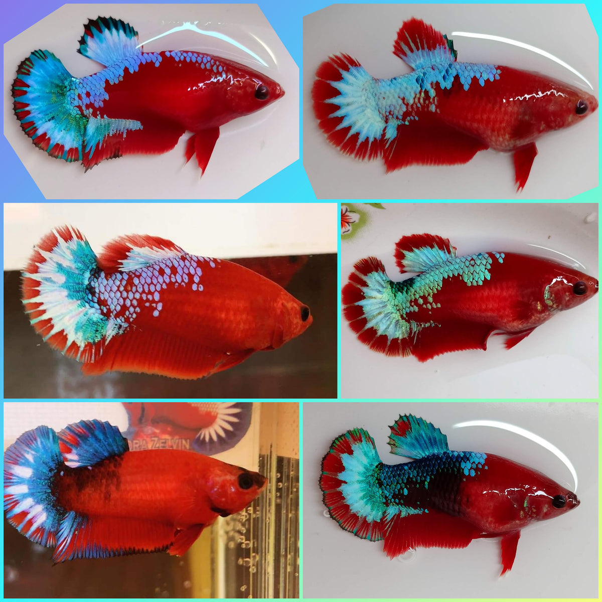 Assorted Red Hellboy HMPK Female