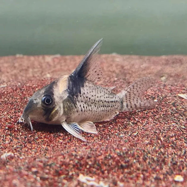 CW027 Highfin Spotted Corydoras 4cm | Seven Fishes